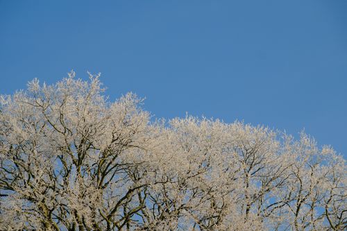 Free A serene winter scene of frost-covered tree branches against a vibrant blue sky. Stock Photo