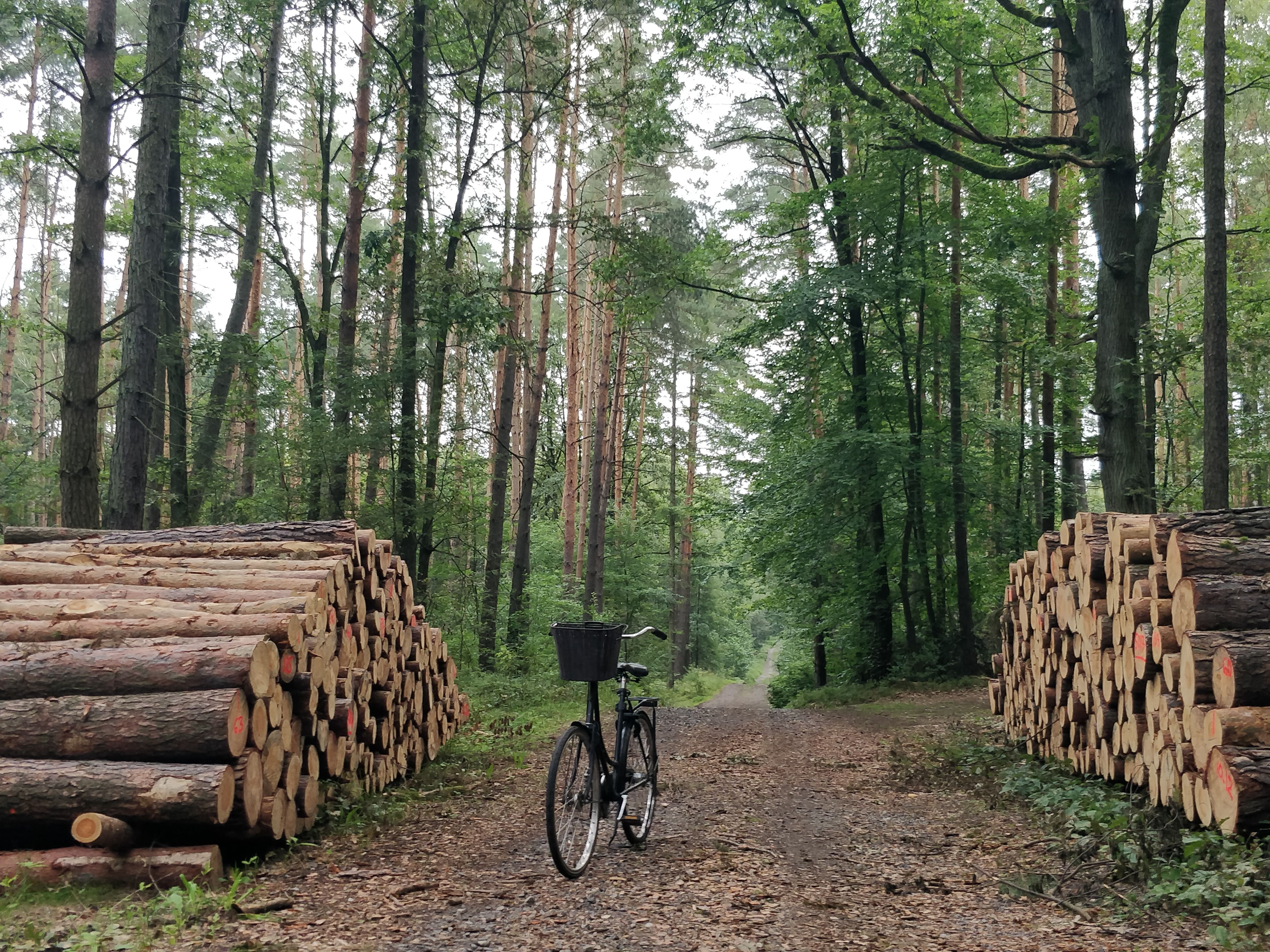 Jak zaplanować aktywny weekend w Białowieży? Przewodnik po trasach rowerowych i pieszych dla par - Sosnowa Polana Białowieża