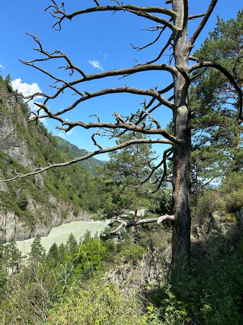 Free A majestic pine tree stands against a mountainous backdrop under a clear blue sky. Stock Photo
