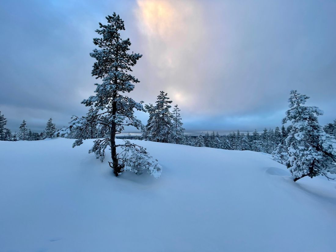 Snow-covered winter forest in Rovaniemi, Finnish Lapland