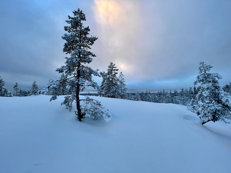 Winter wonderland snow scene in Rovaniemi, Finland