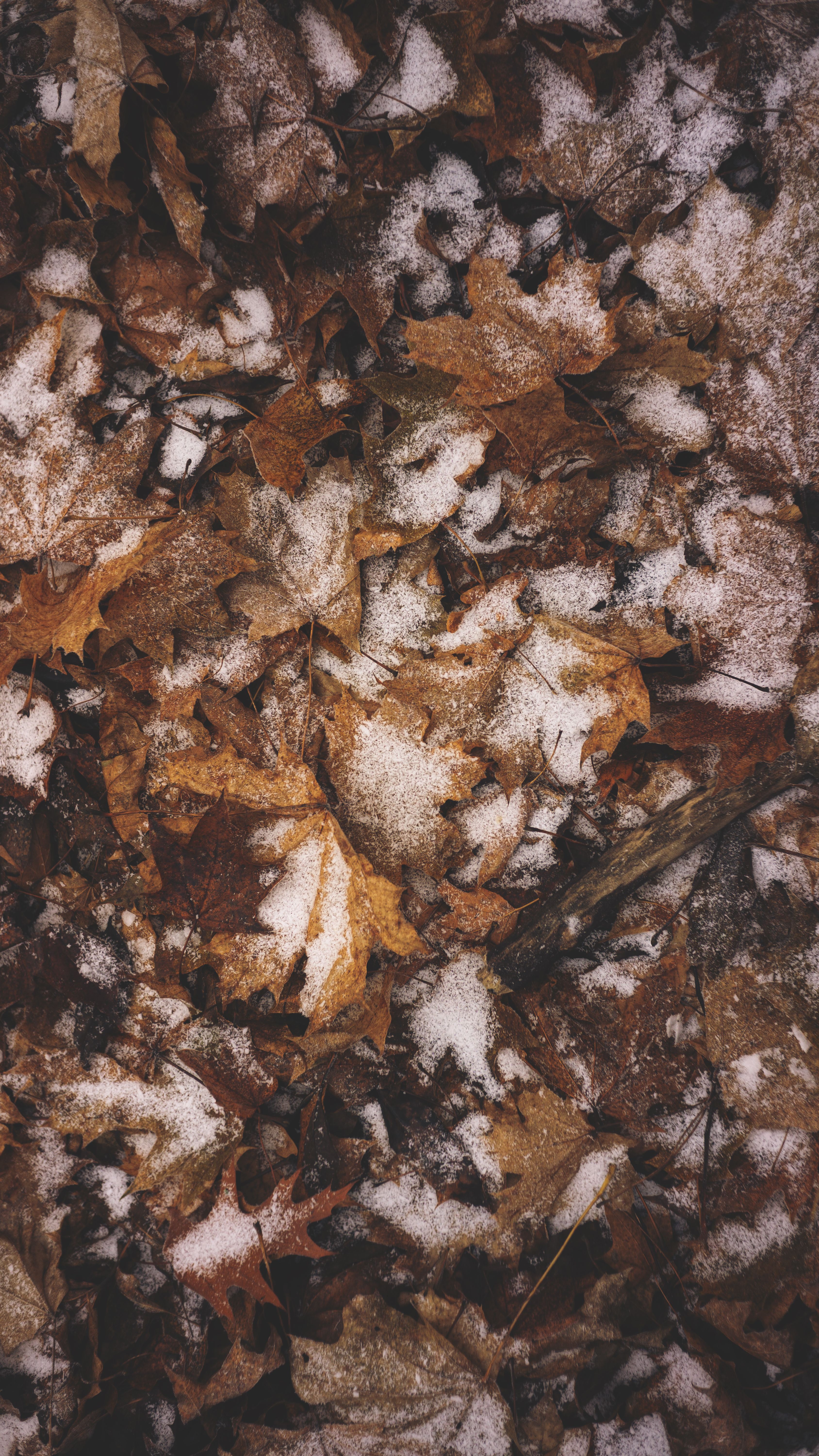 Autumn leaves dusted with frost create a natural abstract pattern.