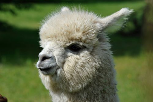 Free A serene close-up portrait of a fluffy alpaca with a lush green background outdoors. Stock Photo