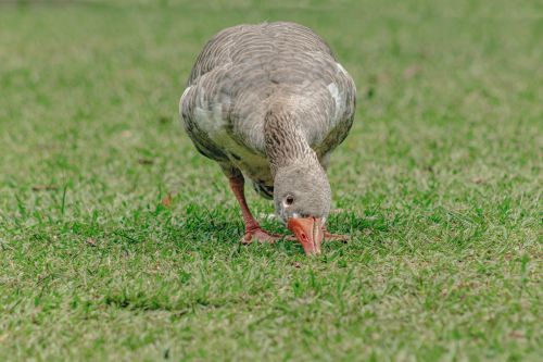Free A close-up shot of a goose grazing on grass in a green outdoor setting. Stock Photo