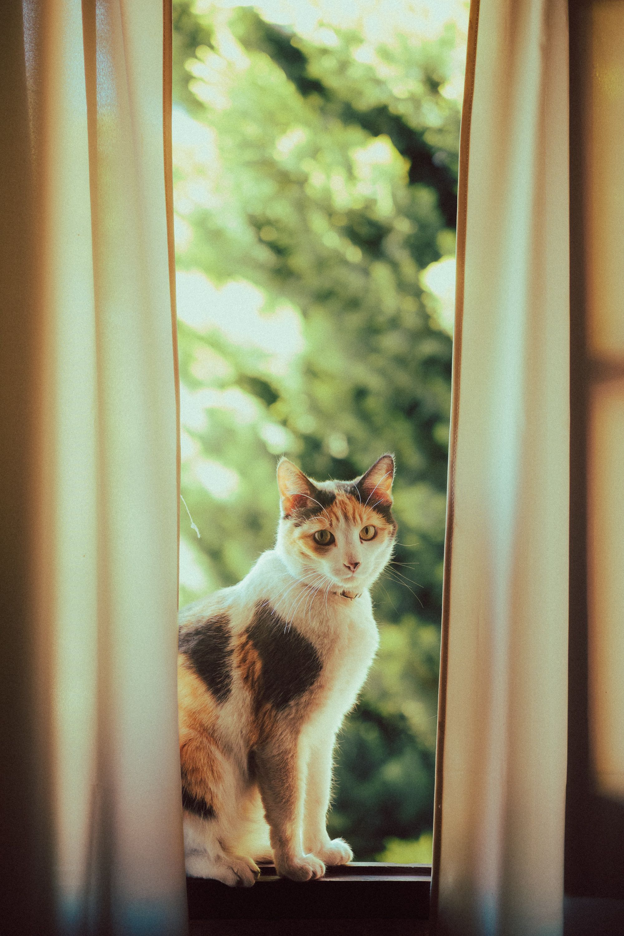 Desktop Backgrounds Cat And Windows Photos, Download The BEST Free ...