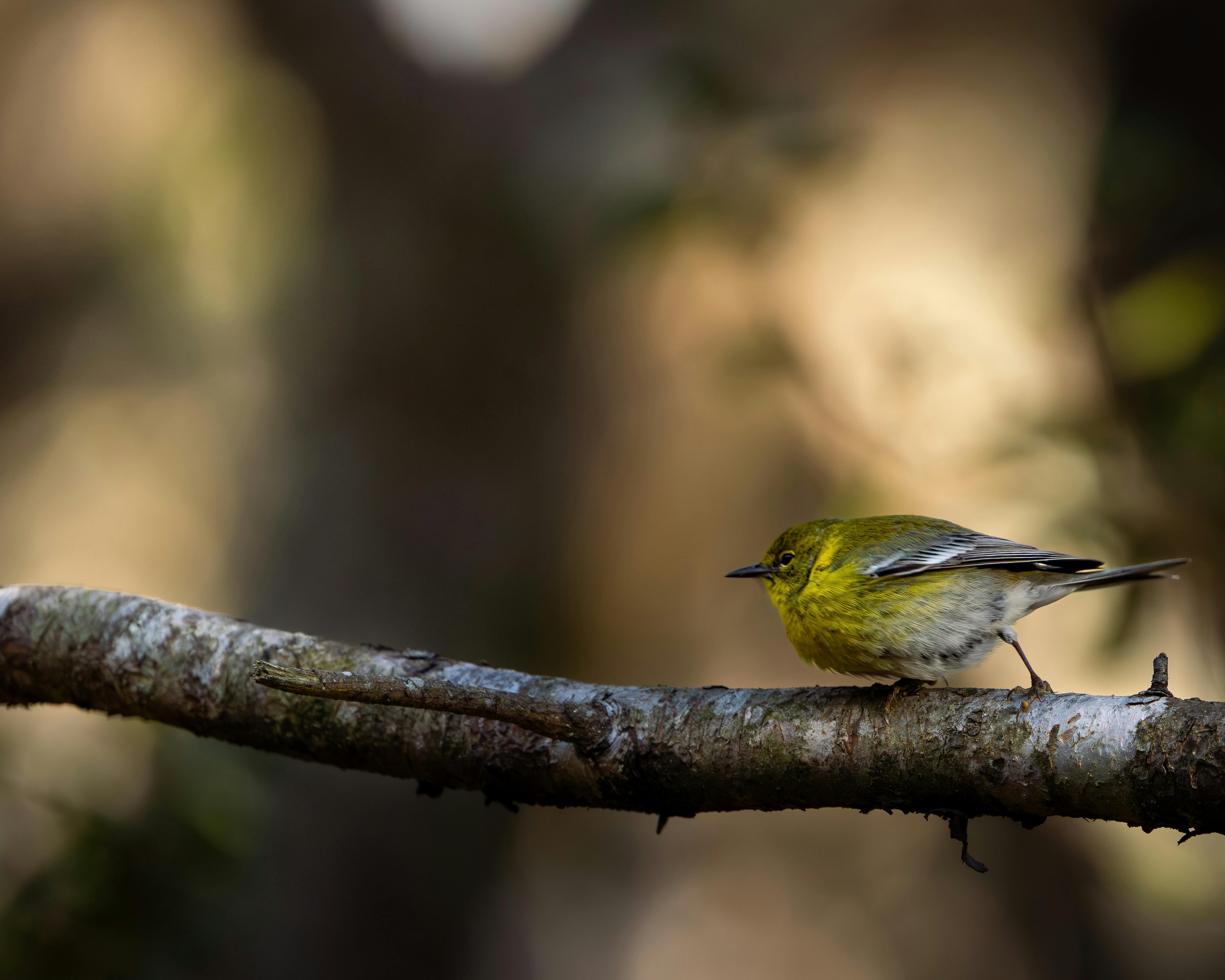 生活：鳥爸爸守護蜀山彩虹，20年不變的堅持與愛