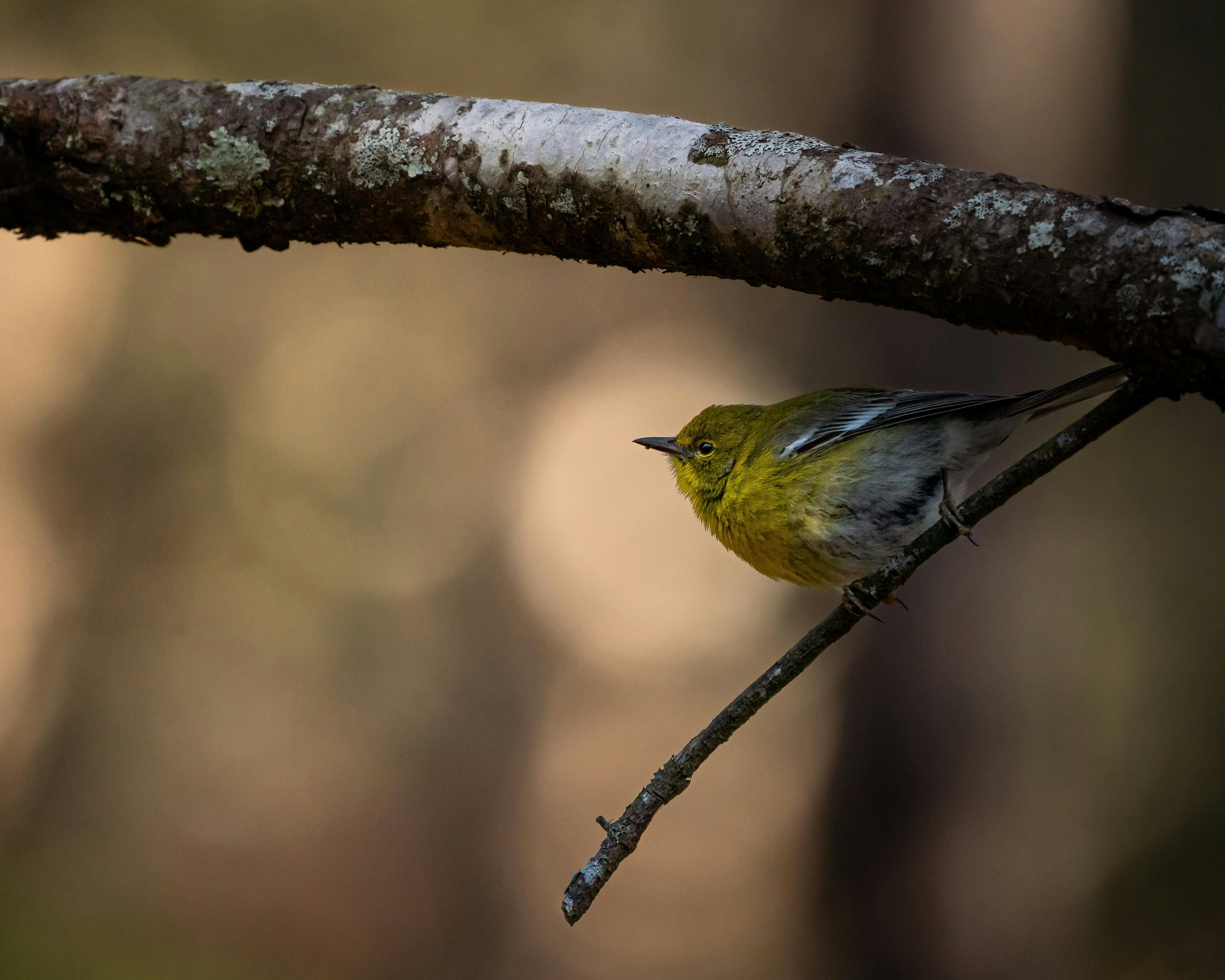 生活：鳥爸爸守護蜀山彩虹，20年不變的堅持與愛