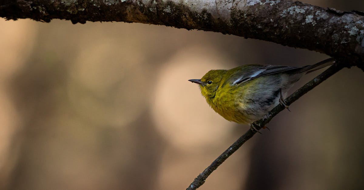 生活:鳥爸爸守護蜀山彩虹,20年不變的堅持與愛