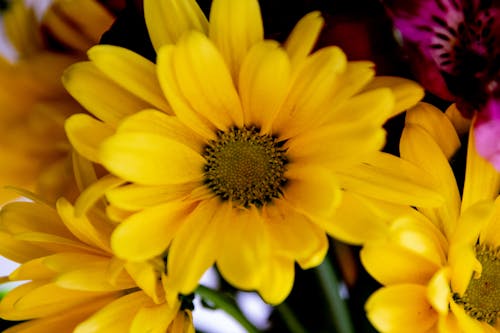 Immagine gratuita di fiore, floreale, giallo