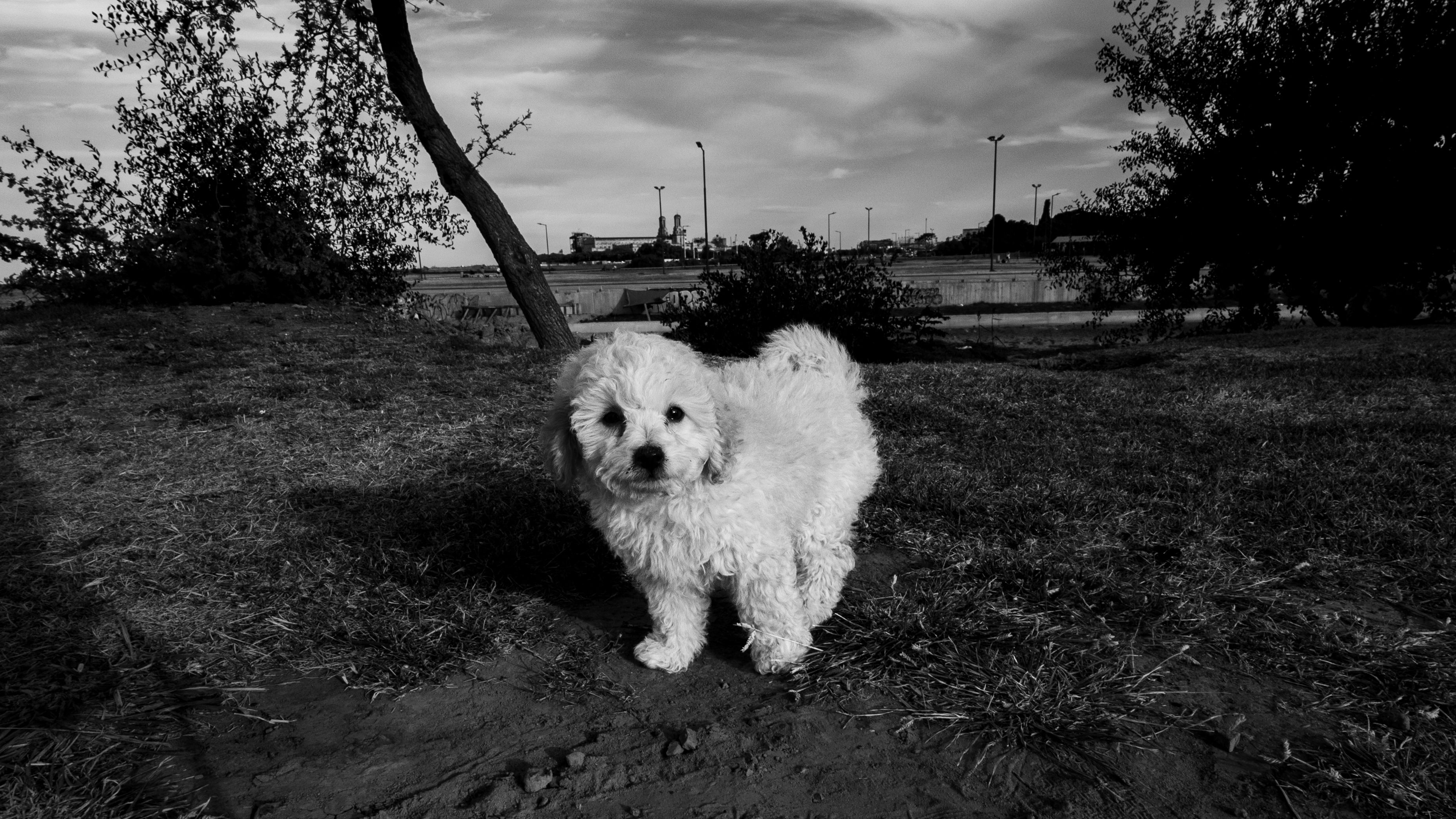 A White Poodle Dog on Green Grass Field · Free Stock Photo