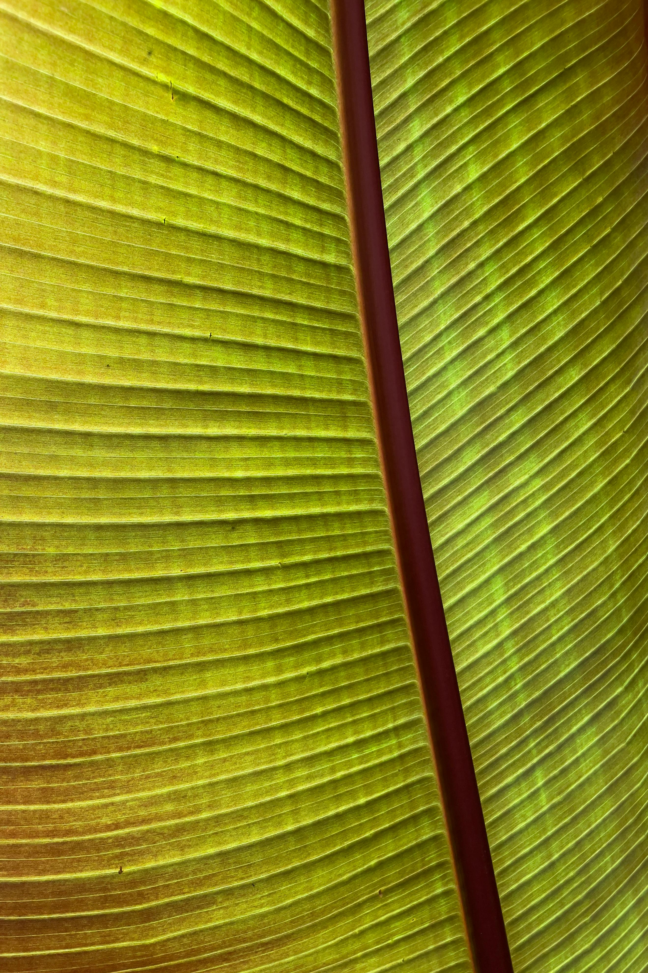 De franc Primer pla detallat d'una fulla verda vibrant que mostra una textura i unes venes naturals. Foto d'estoc