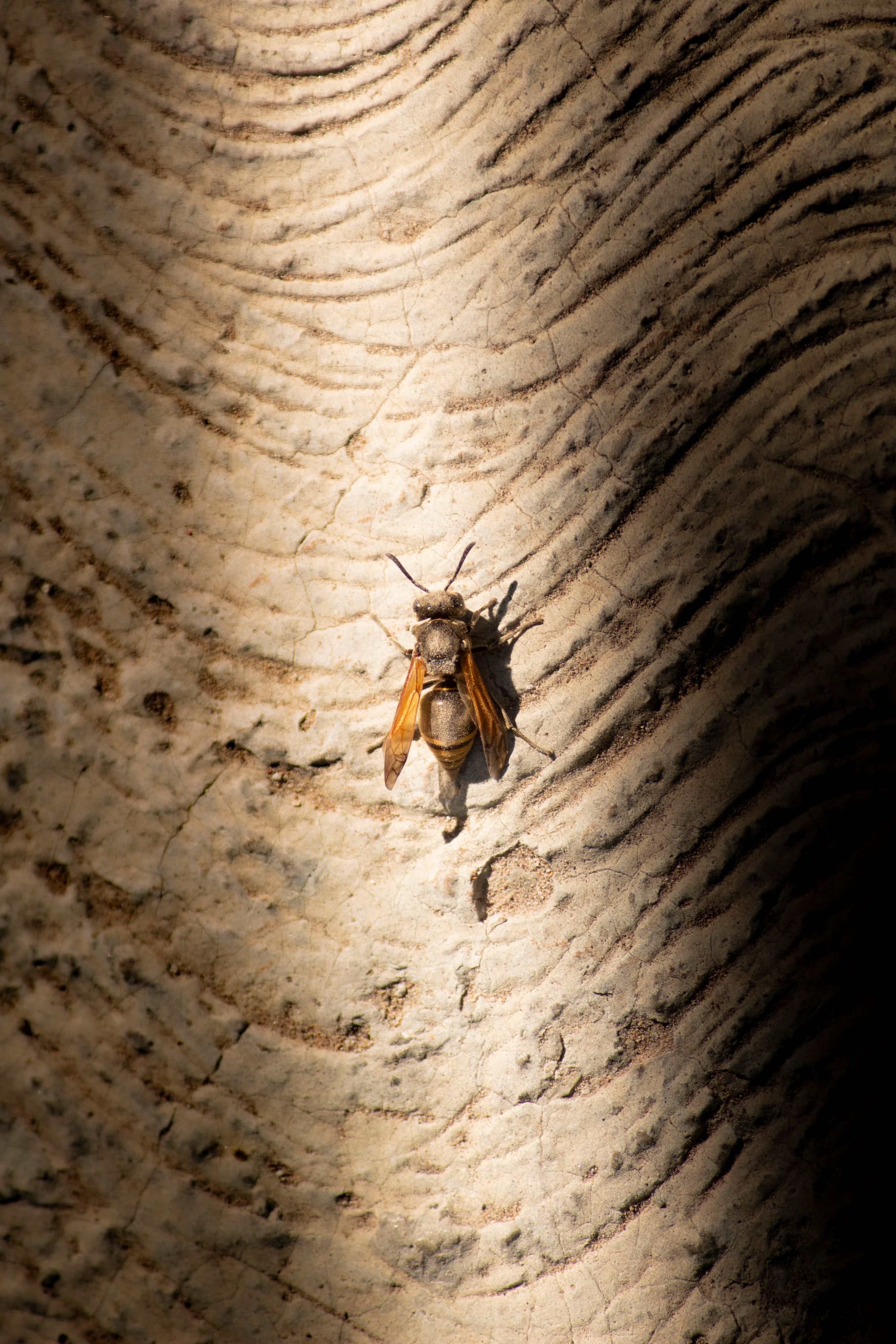 Close-up of a cicada resting on a tree bark with striking texture and sunlight contrast.