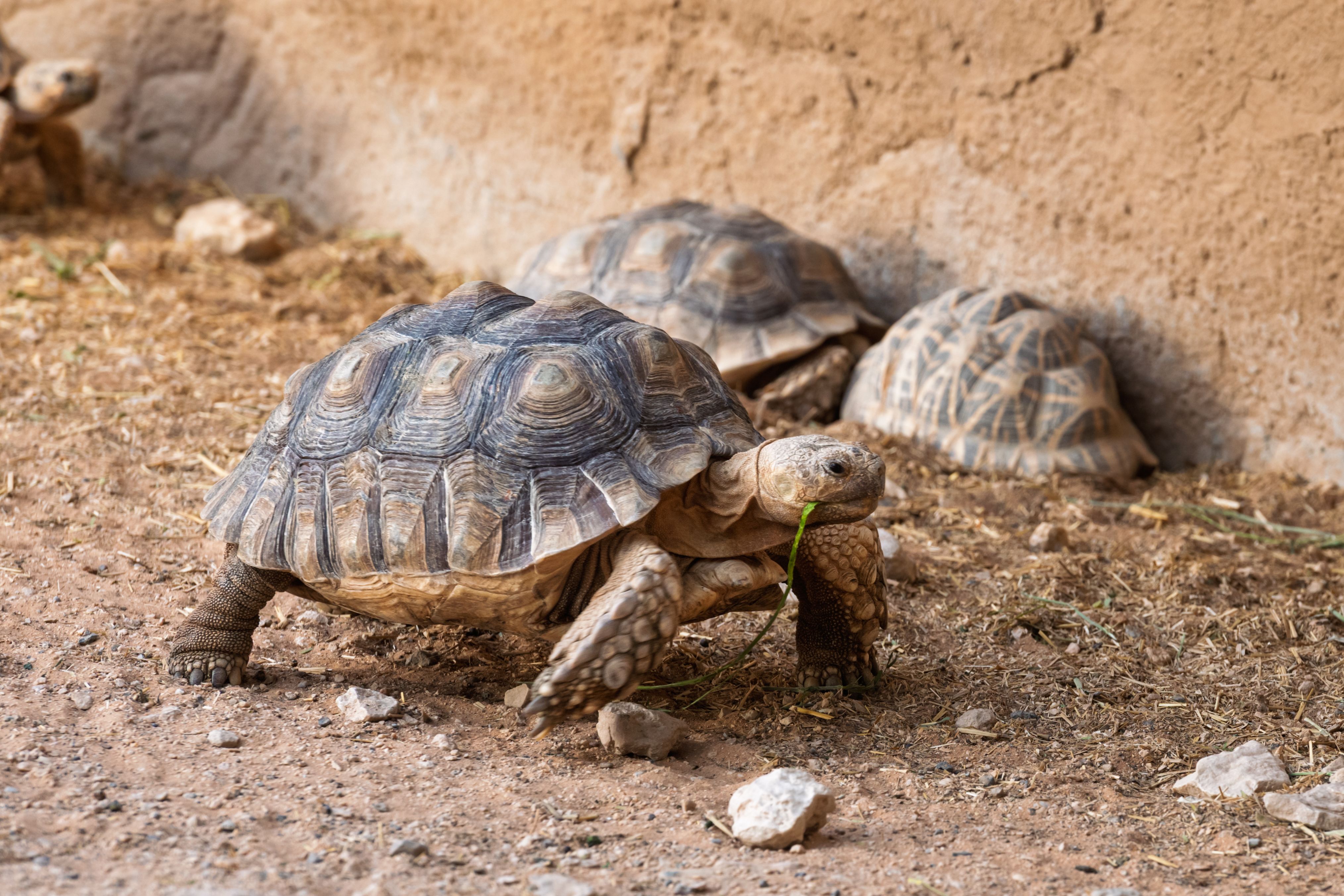 Close-up of Tortoises in a Natural Habitat · Free Stock Photo