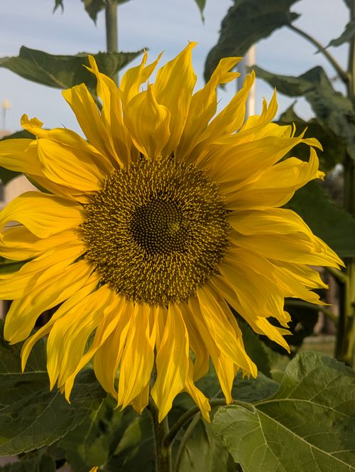 Free Close-up of a bright sunflower in full bloom with green leaves. Stock Photo