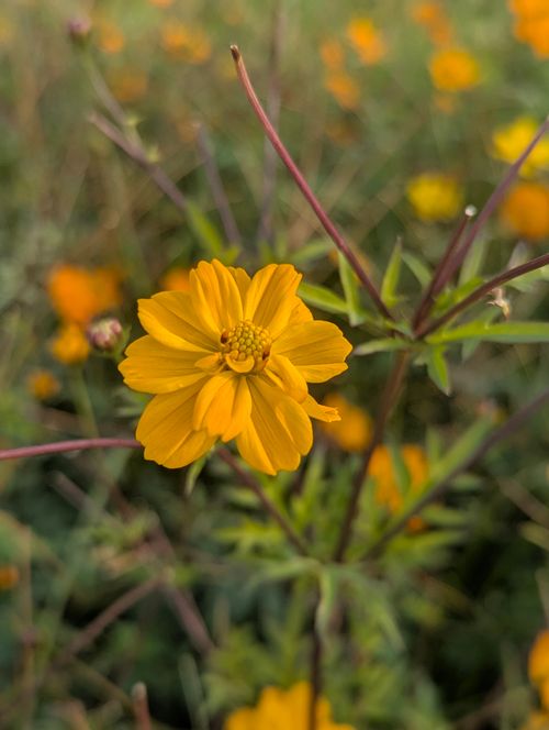 Free Close-up of a vibrant yellow Cosmos bipinnatus flower in a field. Stock Photo