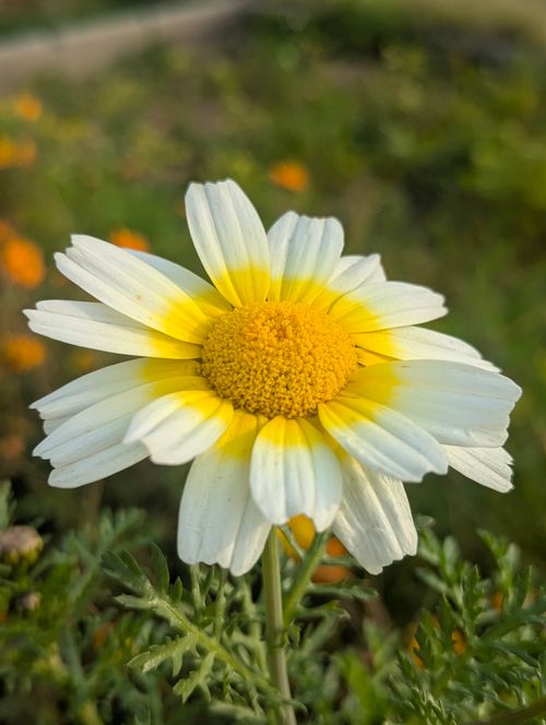 Free Vibrant chamomile flower with white petals and yellow center. Ideal for nature concepts. Stock Photo