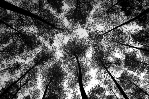Upward view of silhouetted pine trees in a forest, West Java.