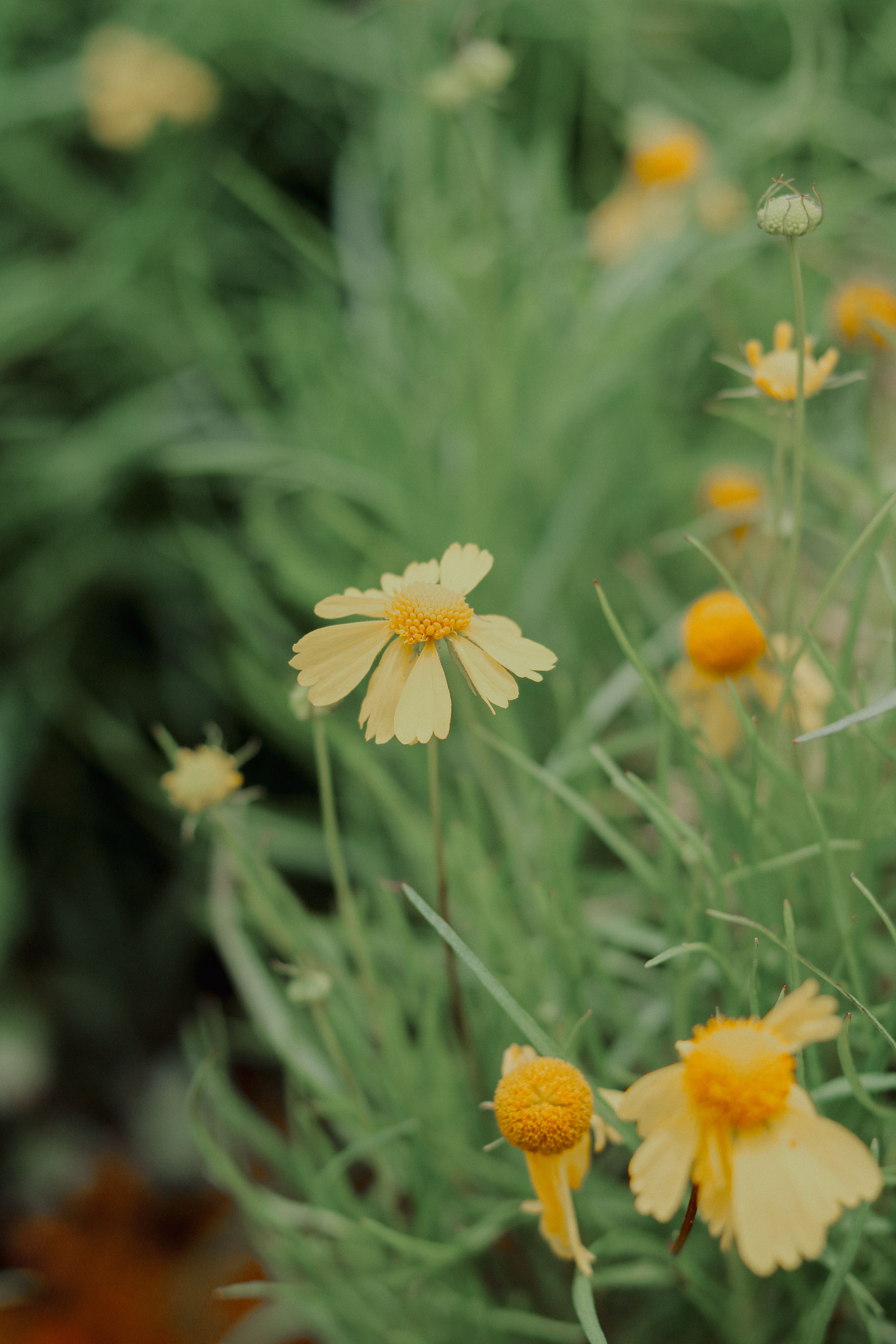 A serene close-up shot of yellow wildflowers, showcasing nature's beauty in summer.