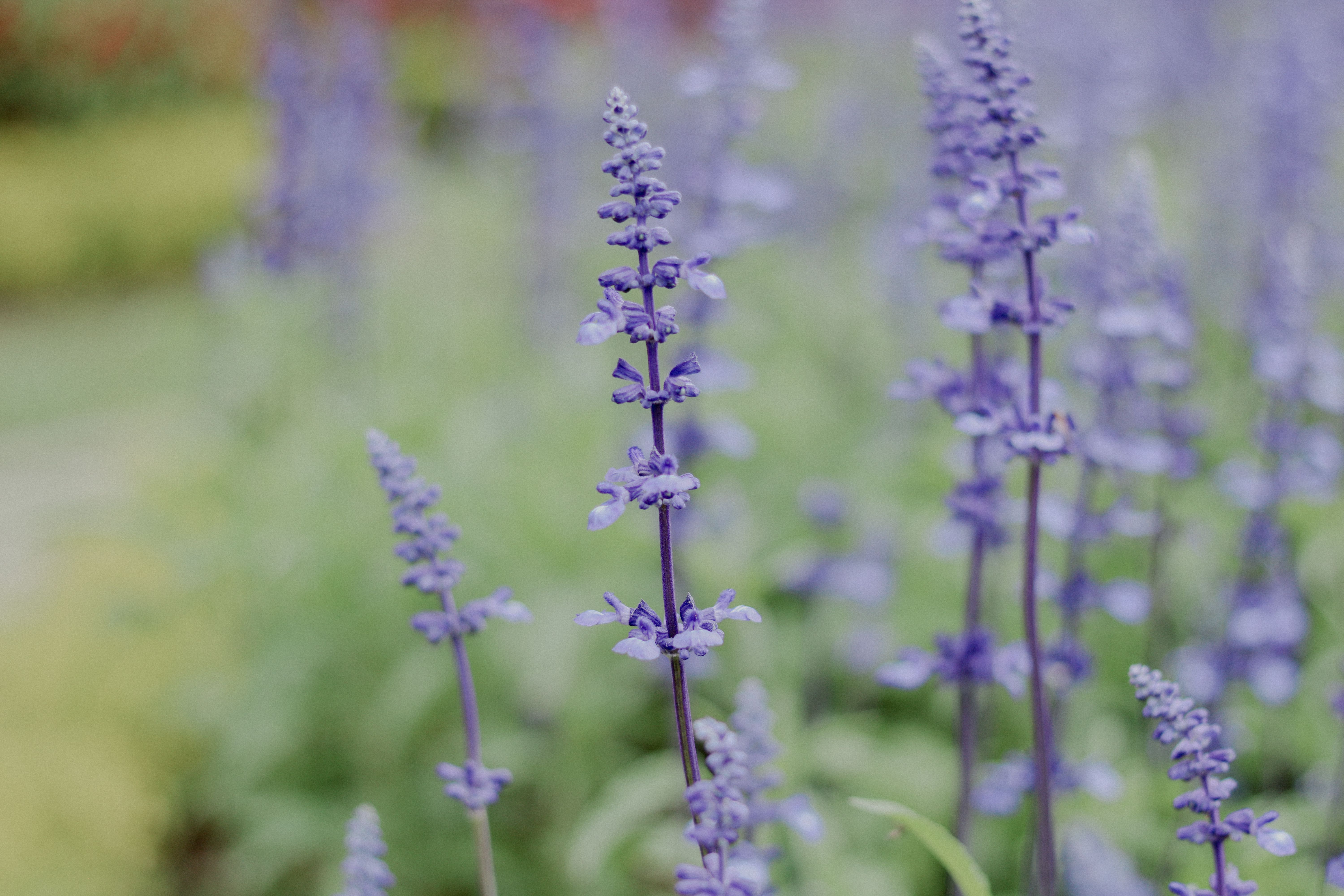 Lavender Field in Bloom with Purple Flowers · Free Stock Photo