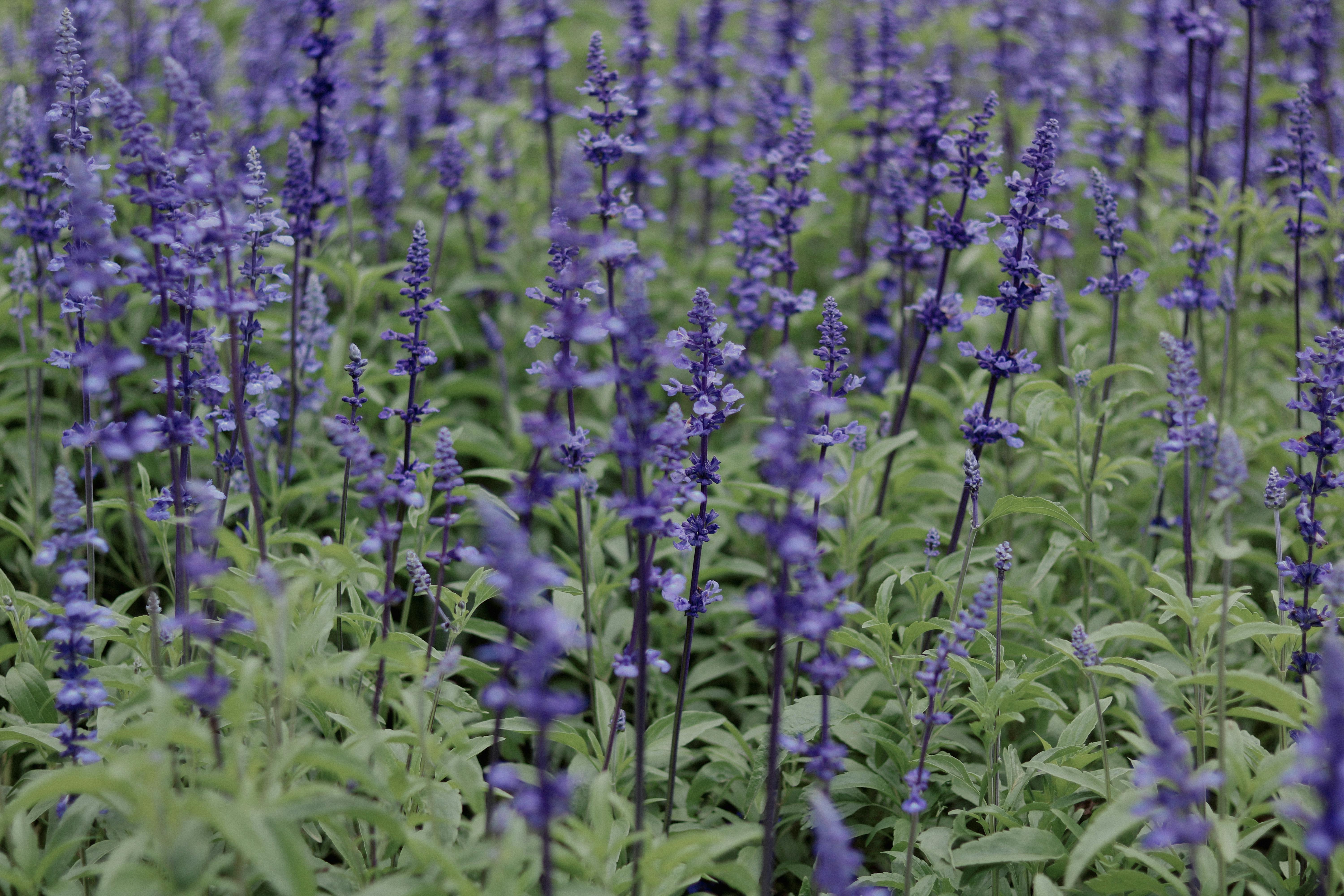 A lush field of blooming lavender plants with vibrant purple flowers under daylight.