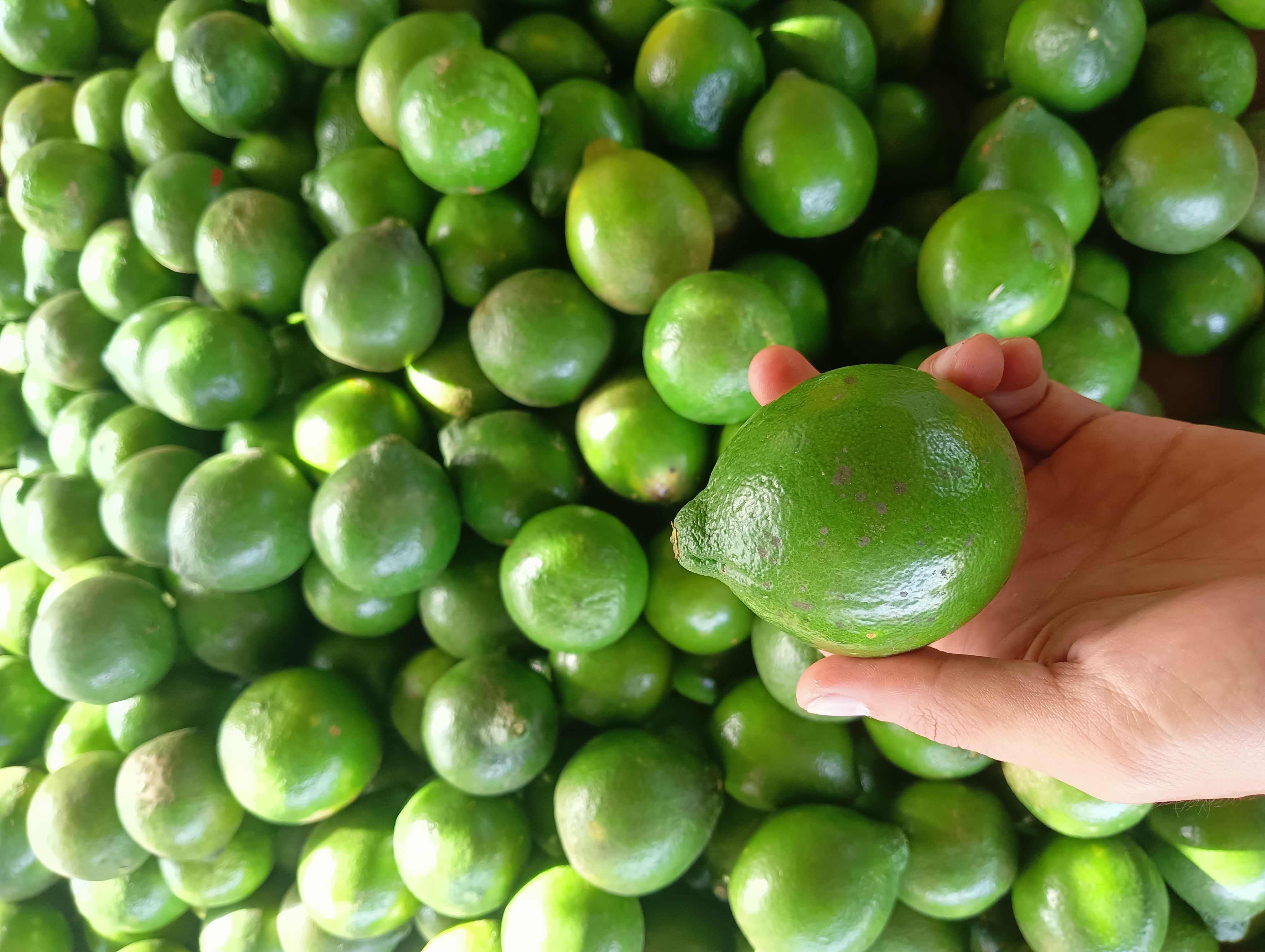 Hand picking a lime from a vibrant market display of fresh green limes.