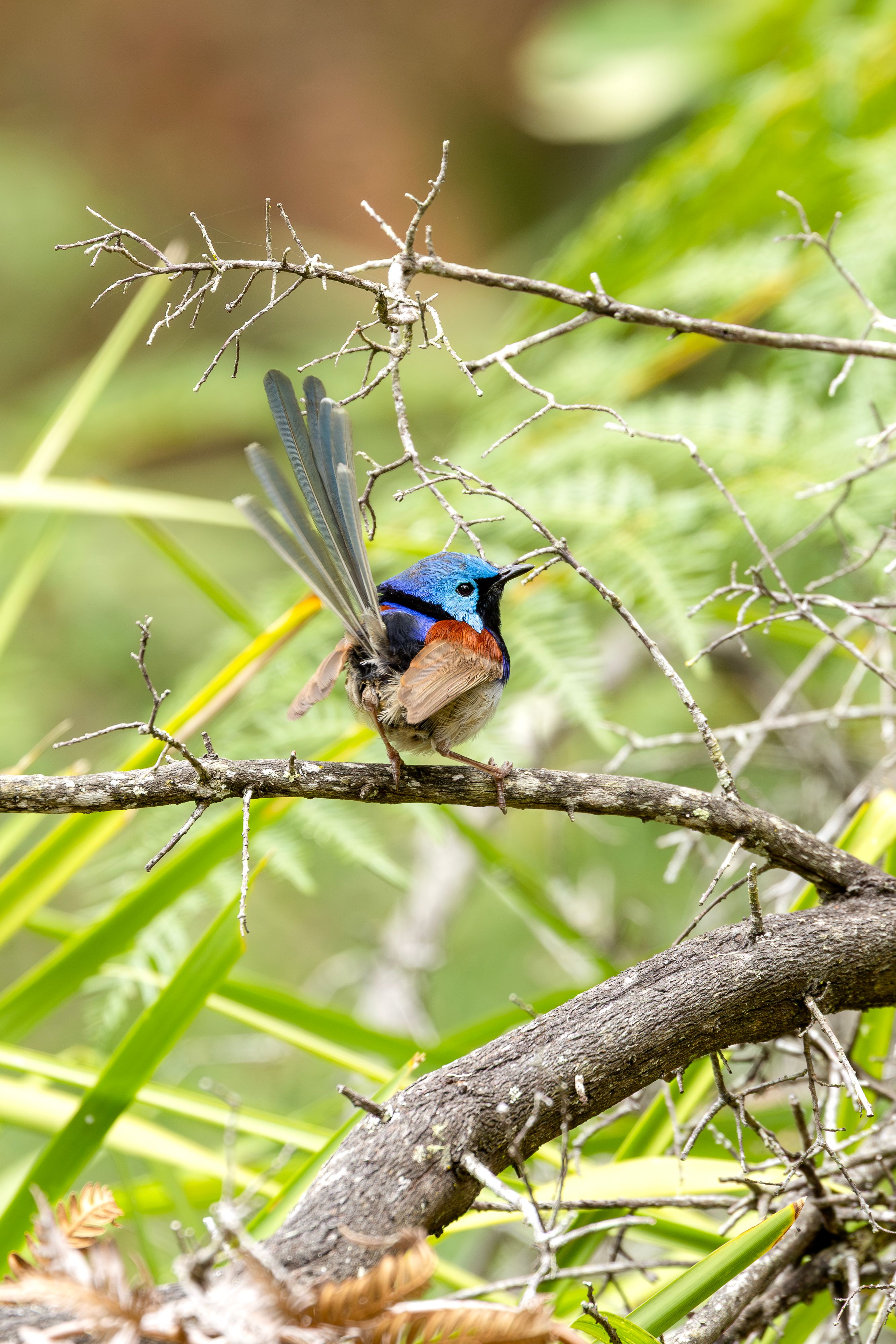 Colorful Male Variegated Fairy Wren on Branch · Free Stock Photo
