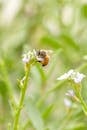Honey Bee on Flower in New South Wales Spring