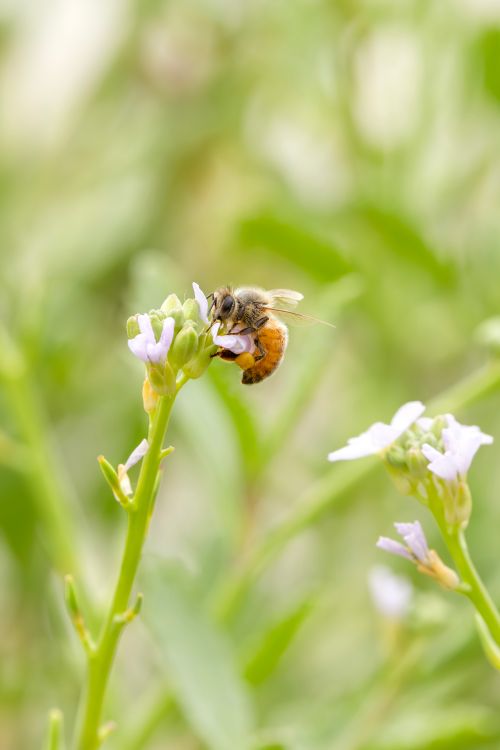 Free Close-up of a honey bee collecting pollen from a flower in New South Wales, Australia. Stock Photo