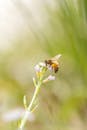 Honeybee Pollinating Flower in New South Wales
