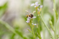 Honey Bee Pollinating Wildflower in Australia