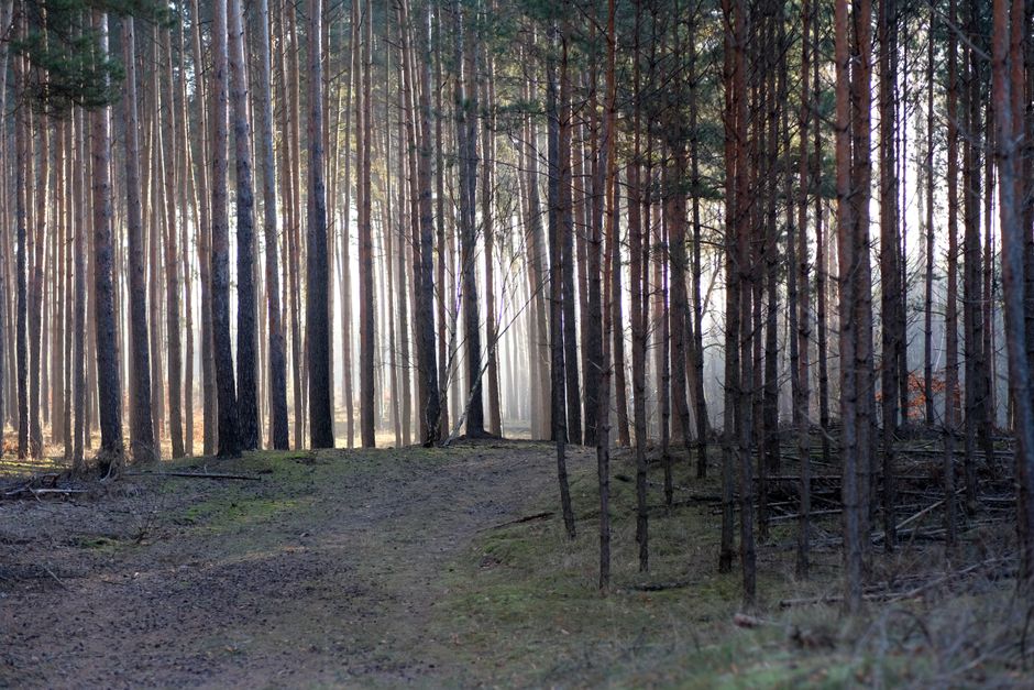 Quiet morning in a tall pine forest with soft light filtering through the trees.