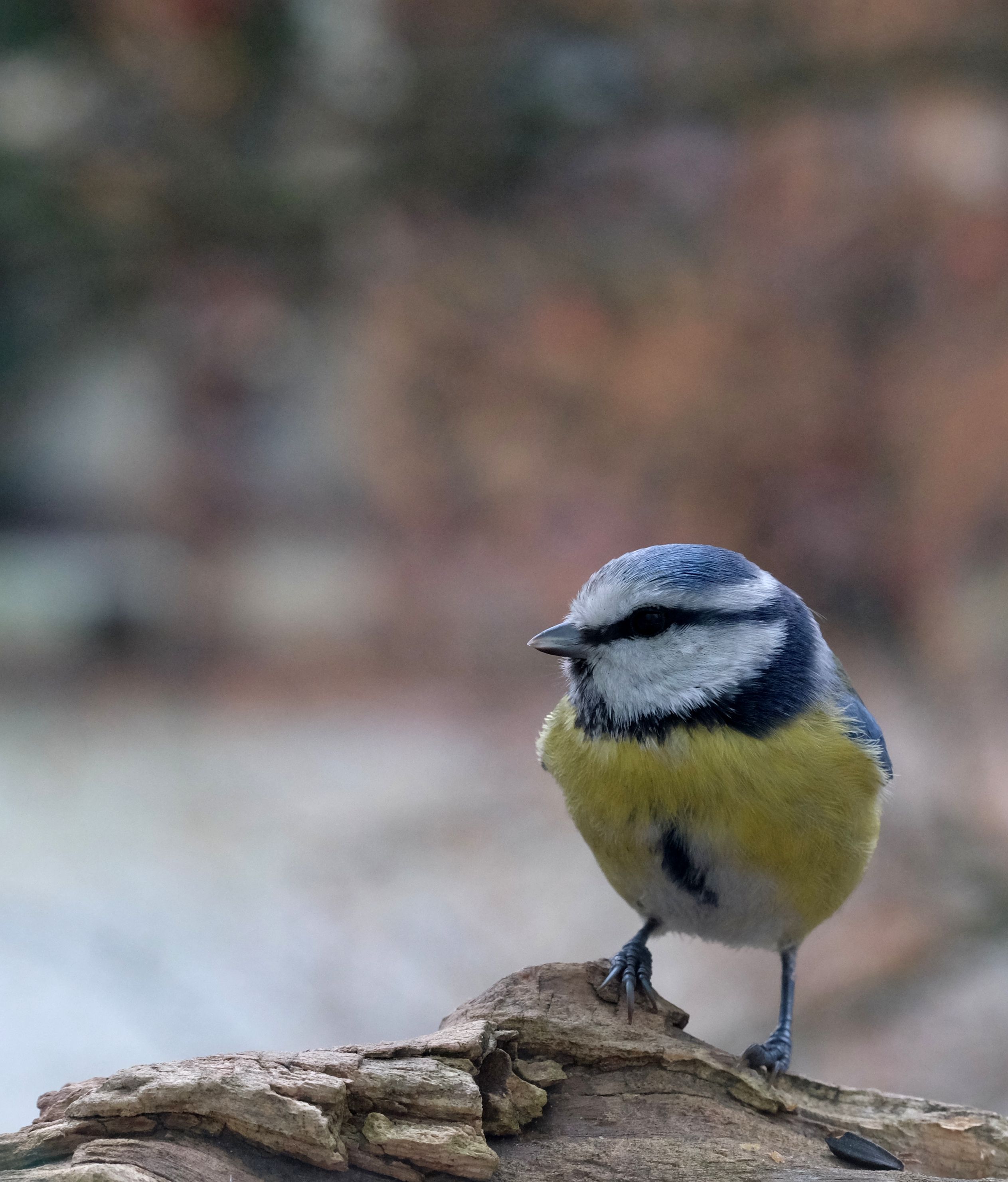 A Blue Tit bird perched on a log, showcasing its vibrant yellow and blue plumage.