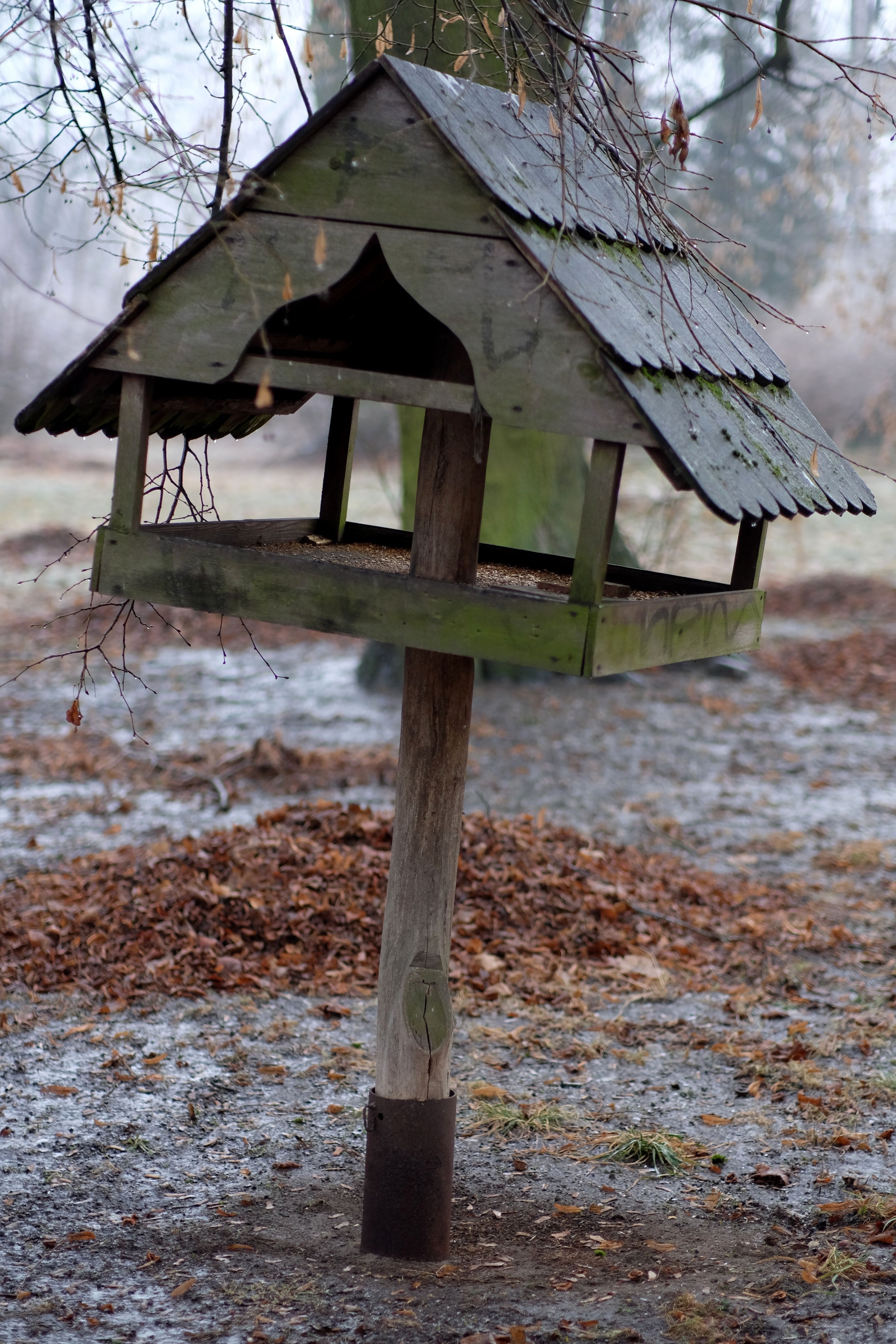This smart bird feeder captures more of my backyard drama