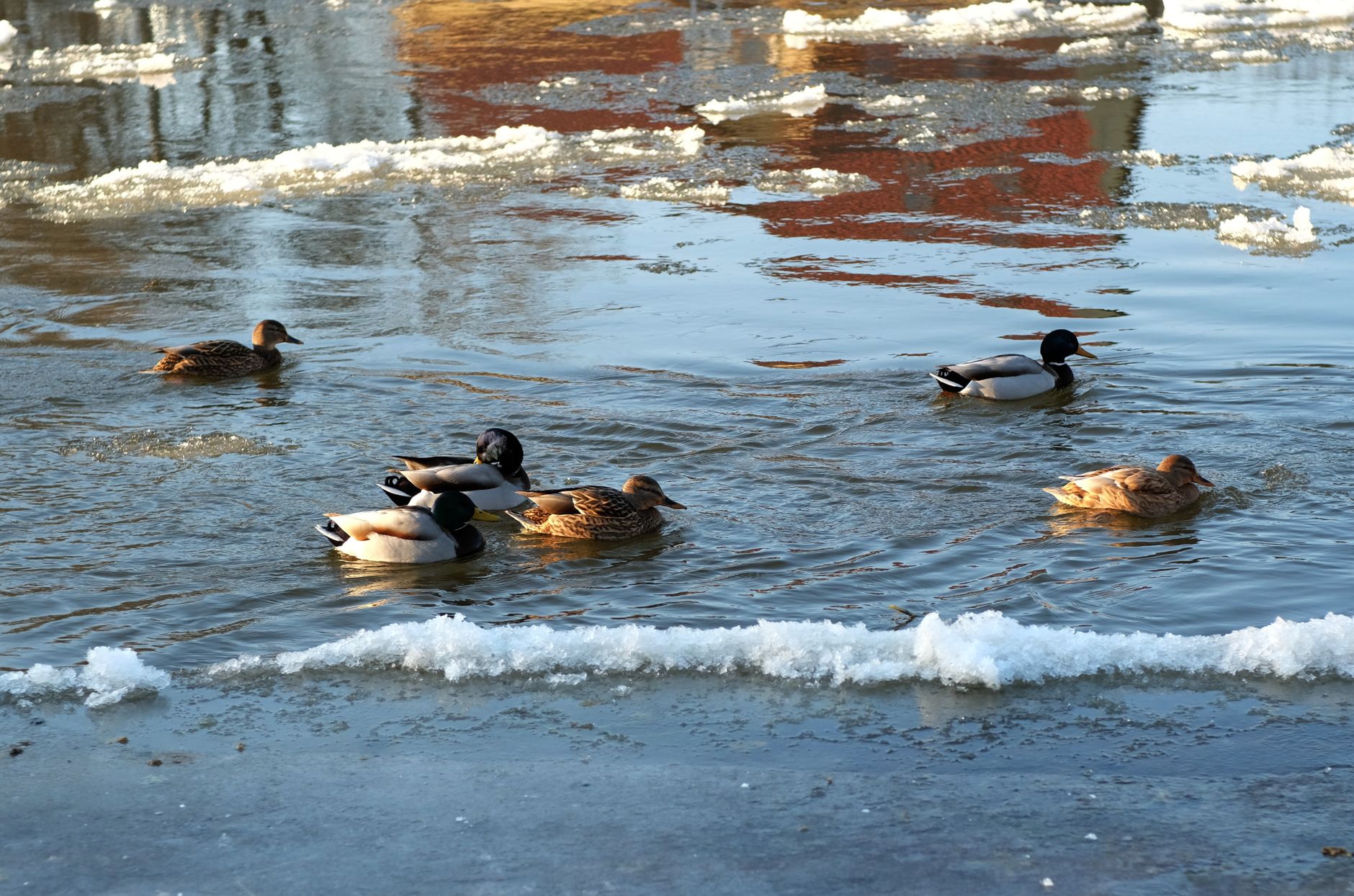 A flock of mallard ducks swim in a partially frozen pond during winter.