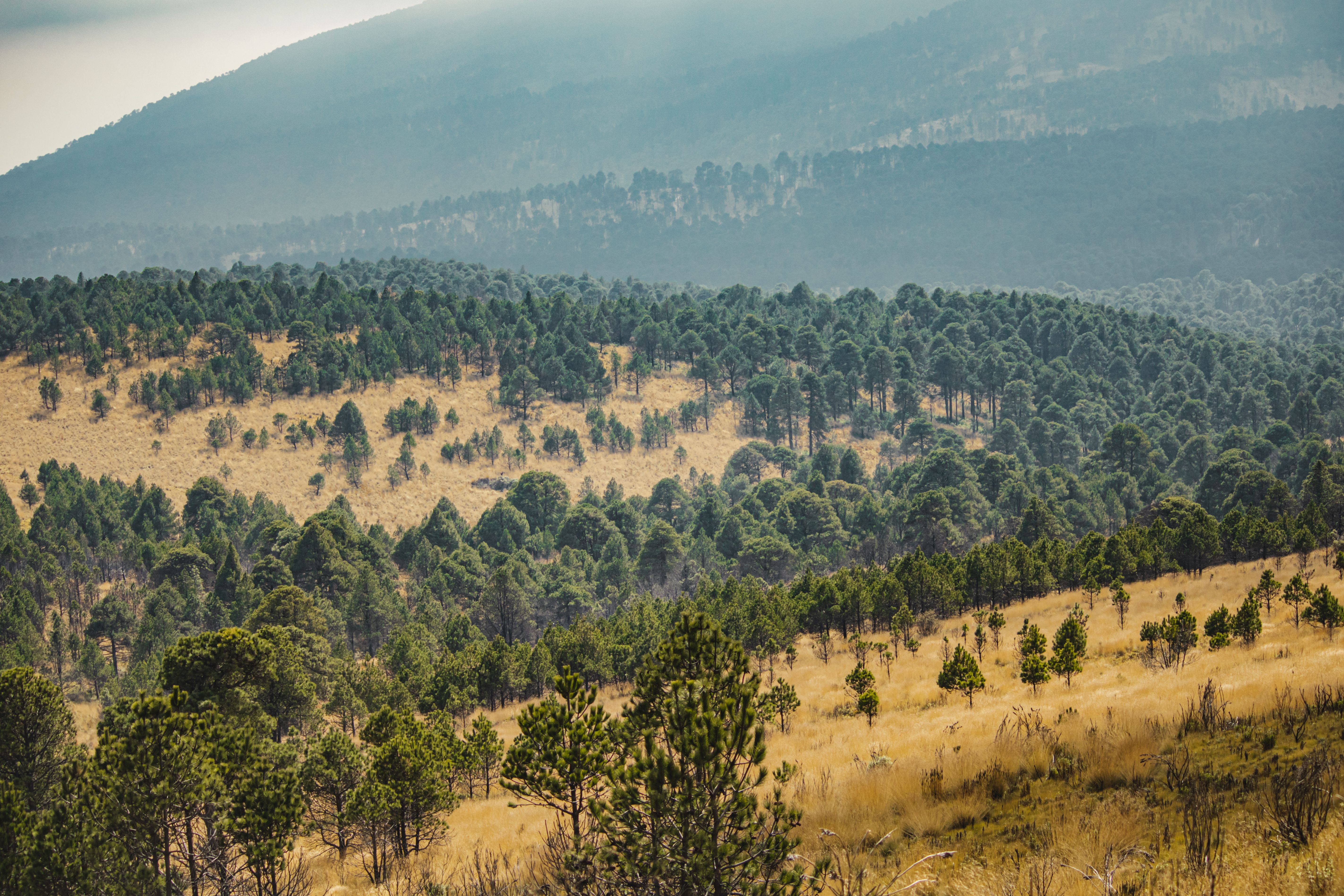 Consultoría ambiental en bosque