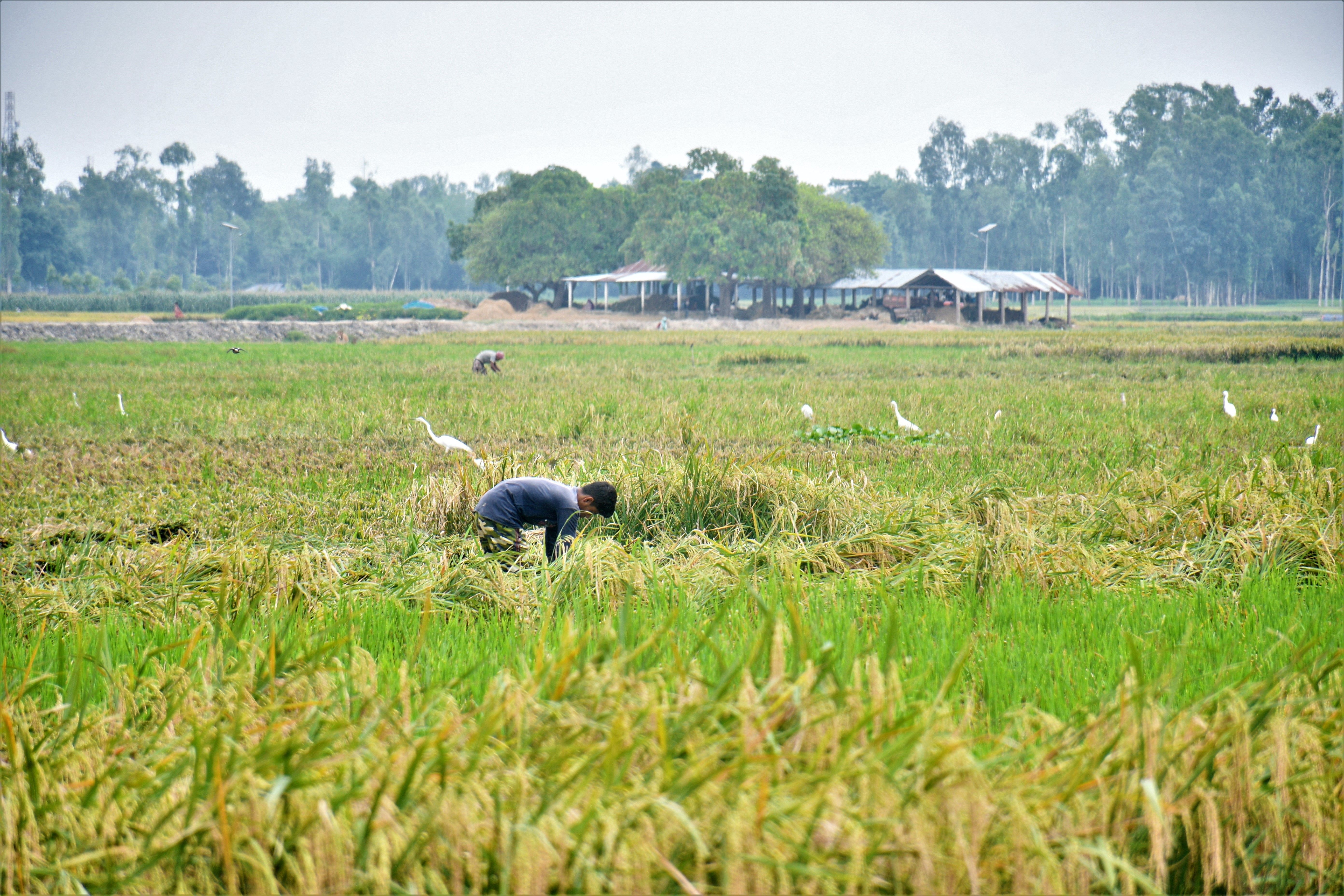 Rice Farmer Working in Lush Green Field in Bangladesh · Free Stock Photo