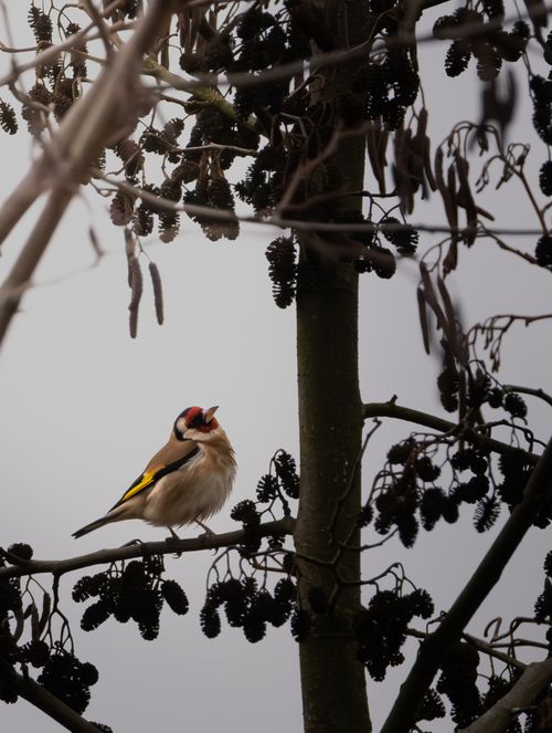 Free A vibrant European Goldfinch sits on a branch surrounded by dark foliage, set against a muted winter sky. Stock Photo
