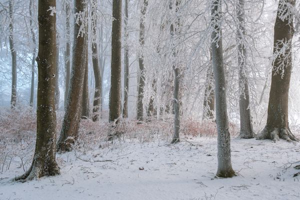A winter forest of snow and frost-covered trees — Thomas P on Pexels