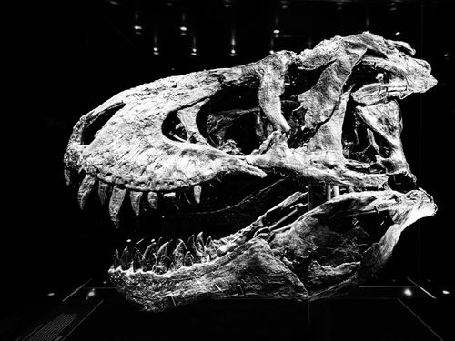 Free Black and white image of a T. Rex skull displayed in a museum setting. Stock Photo