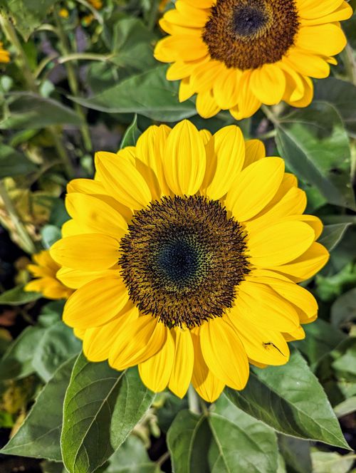 Free Vibrant yellow sunflowers blooming outdoors, showcasing nature's beauty and summer vitality. Stock Photo