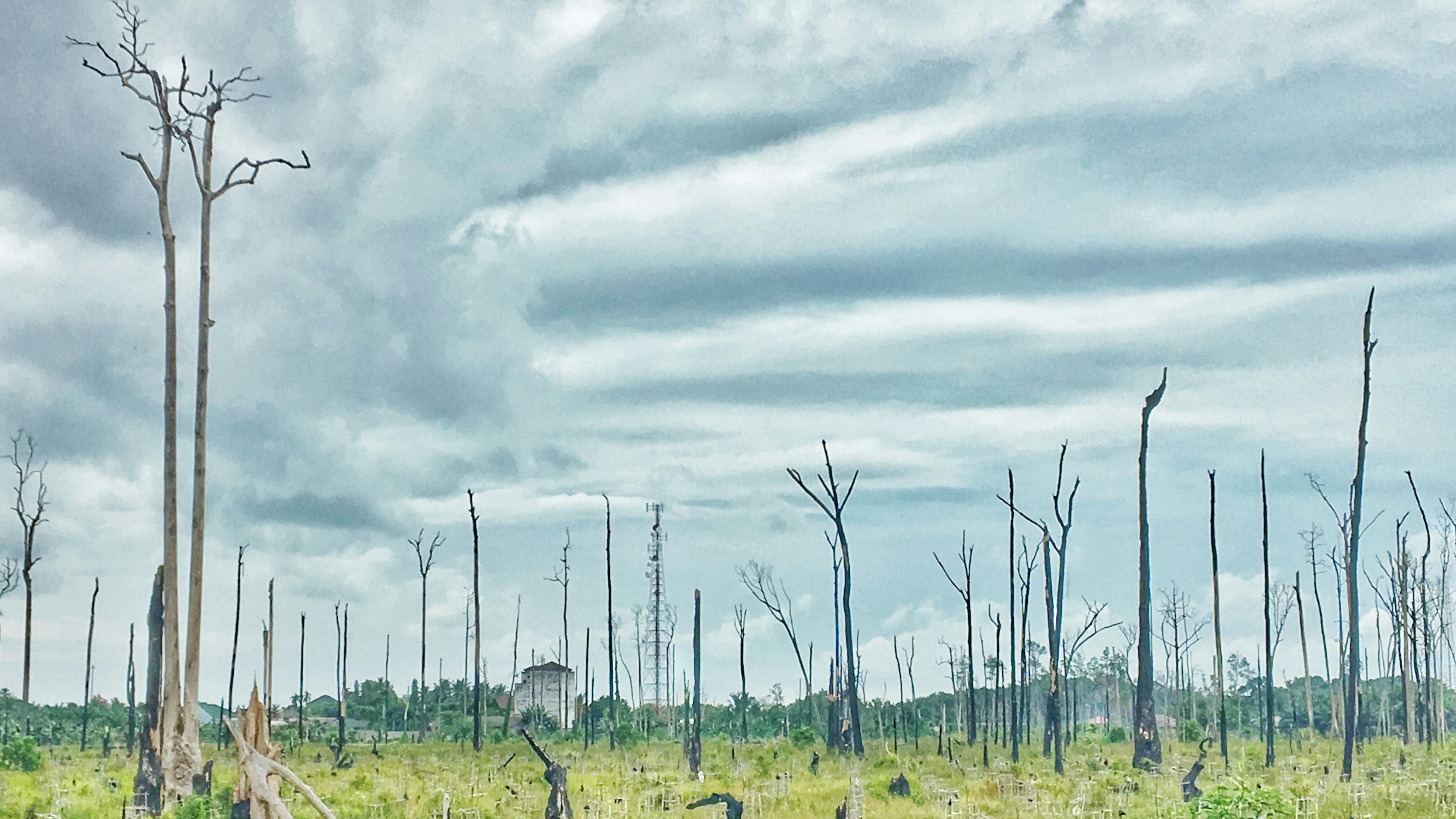 Free stock photo of dead tree, destruction, devastating