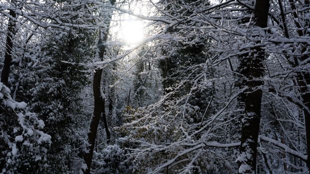 A tranquil winter scene showcasing a snow-covered forest with sun peeking through branches.