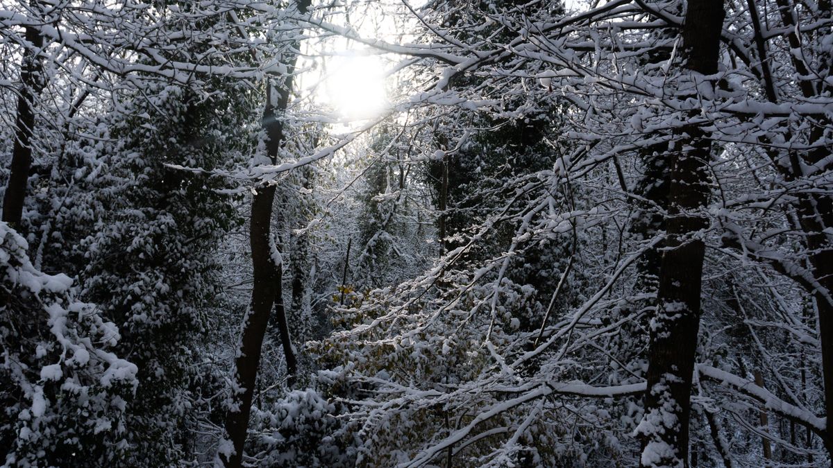 朝日の差す雪原