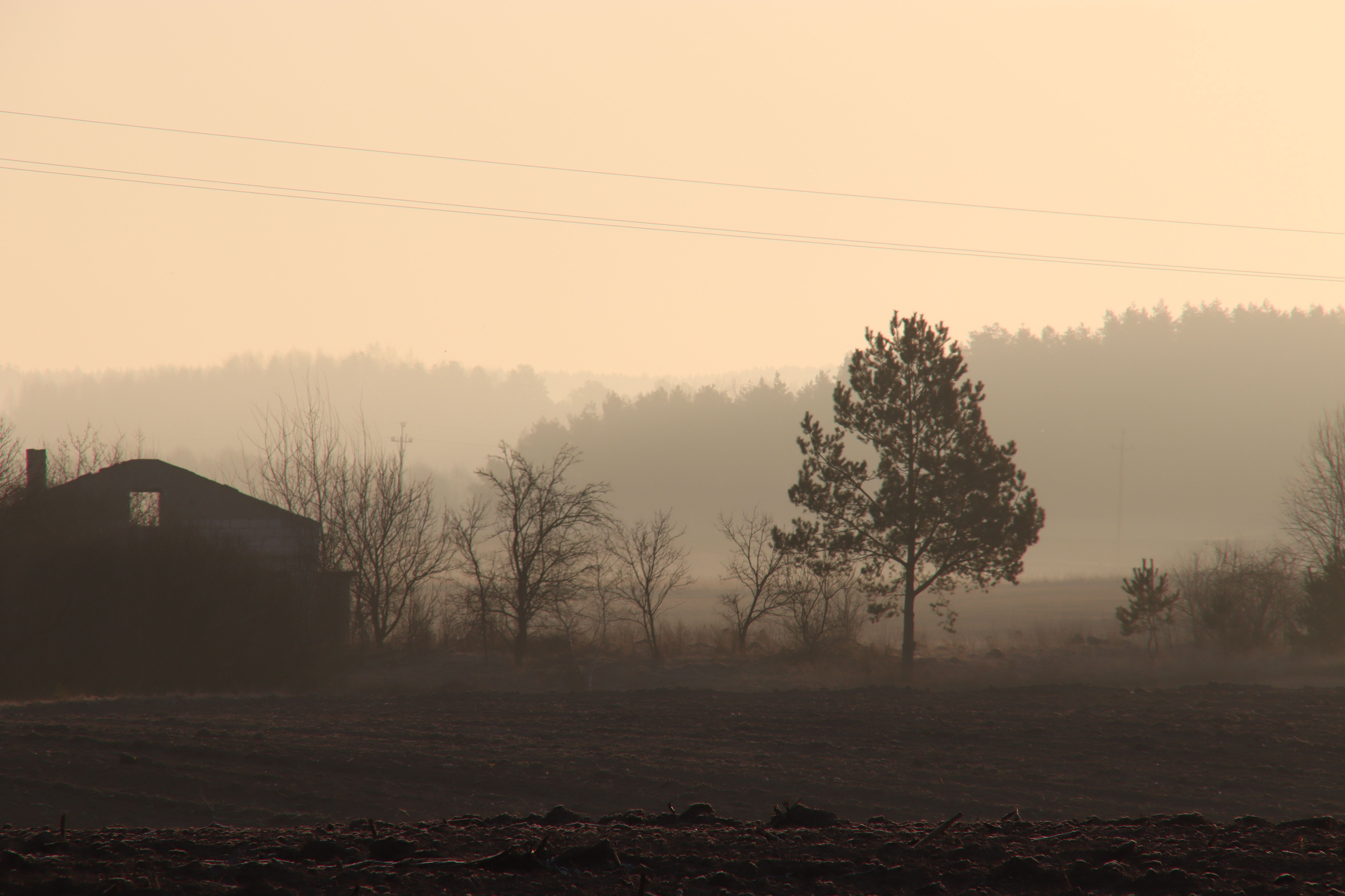 Serene Misty Morning Rural Landscape at Dawn · Free Stock Photo