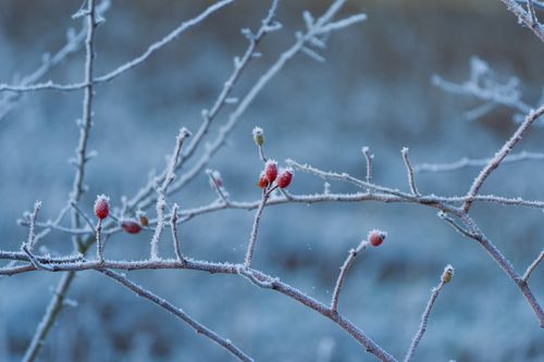 Free Close-up of frost-covered branches with red berries, evoking a serene winter atmosphere. Stock Photo
