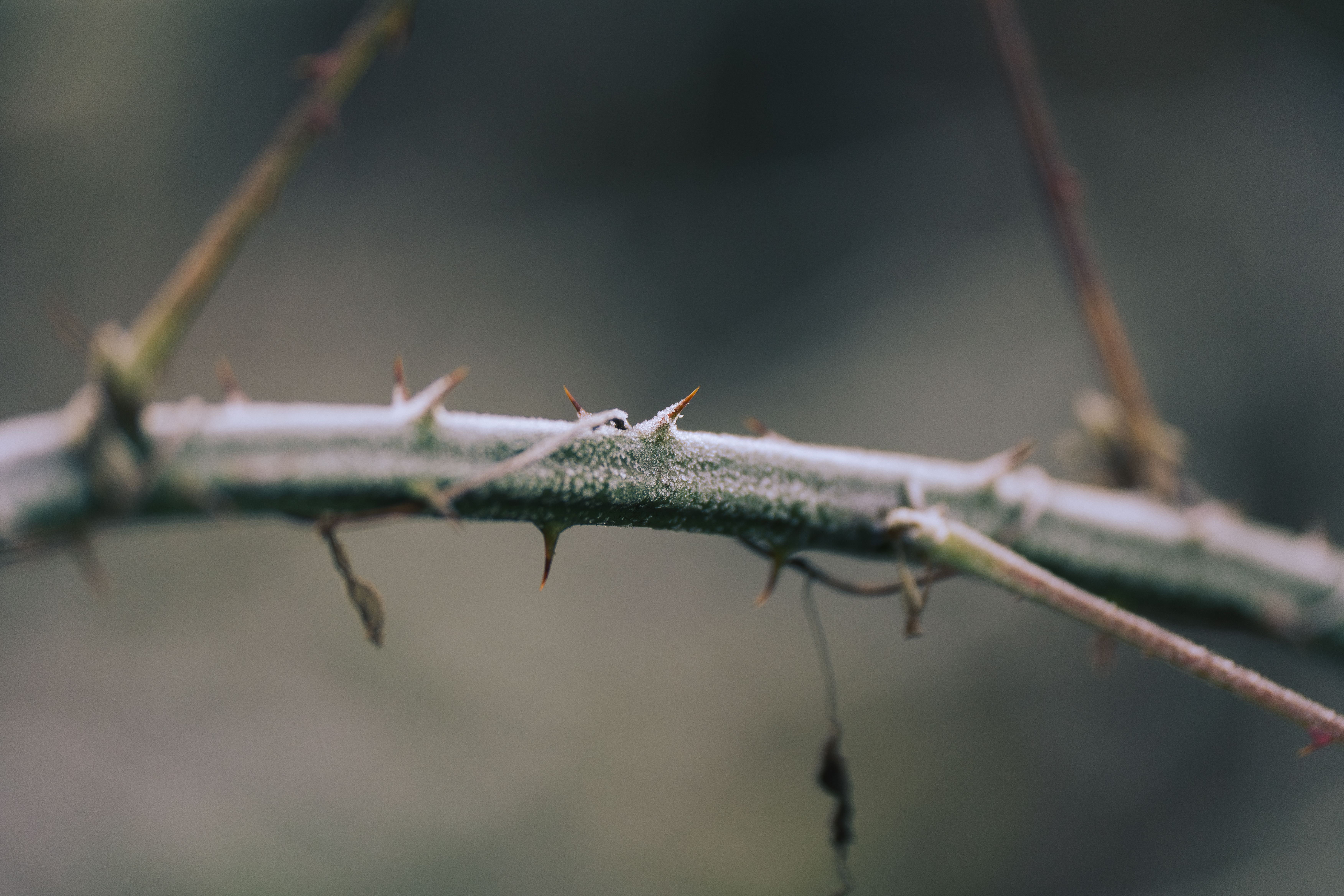 Detailed view of a frosted thorny branch, capturing the essence of a cold winter morning.