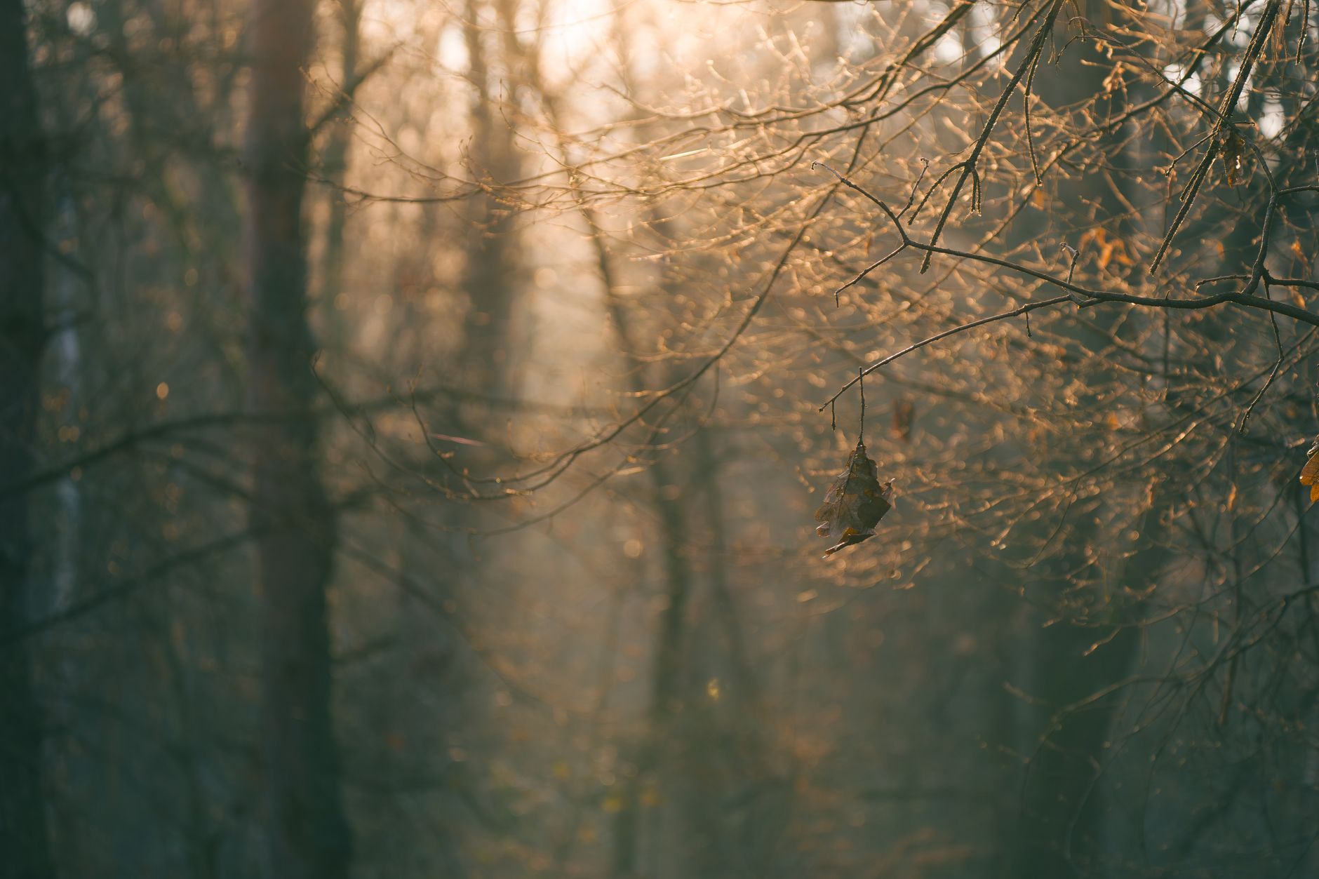 Serene autumn forest scene with sunlight filtering through misty trees and a single leaf.