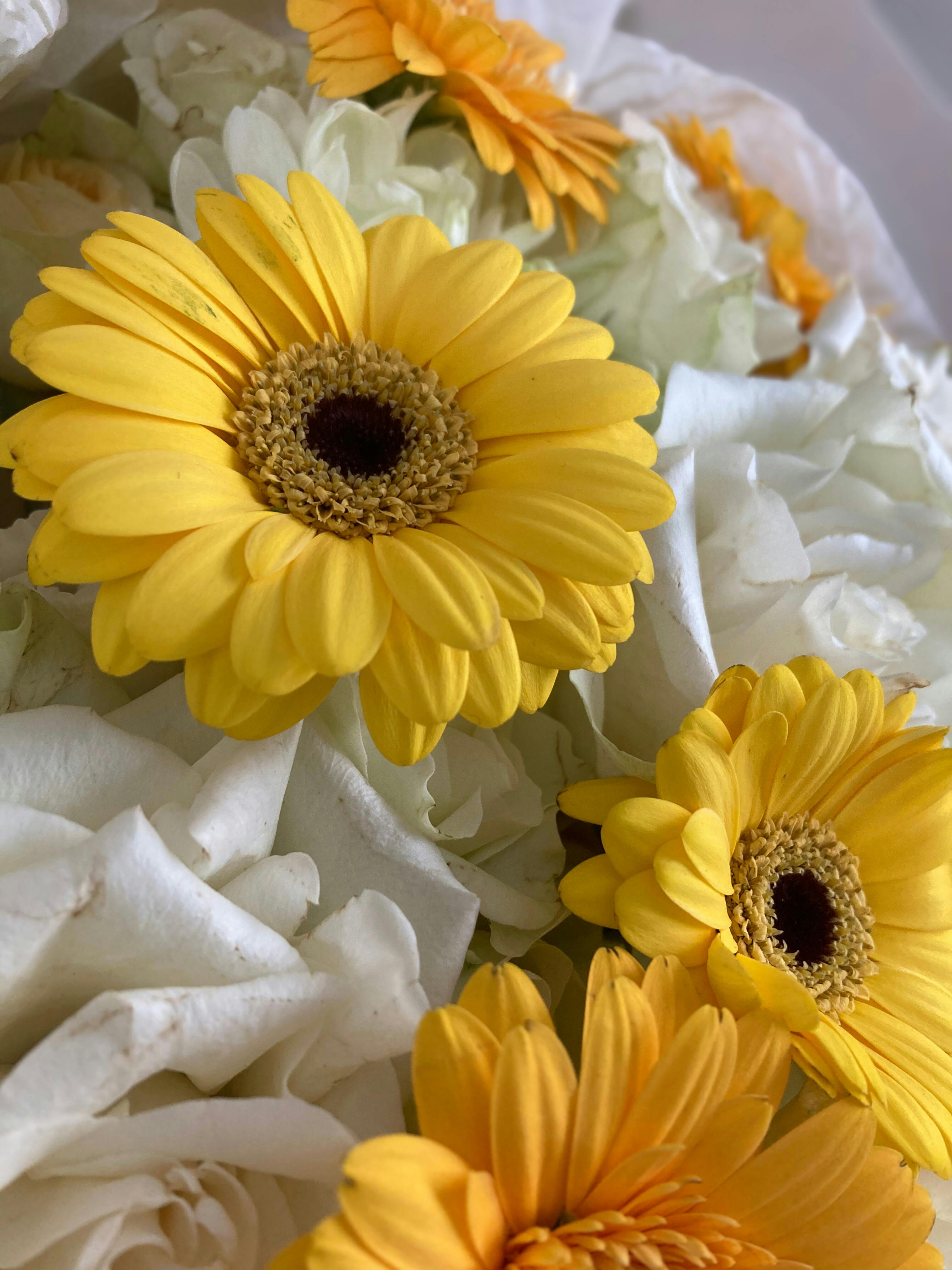 [ColoSach]-close-up-of-yellow-gerbera-daisies-and-white-roses,-capturing-vibrant-floral-beauty.