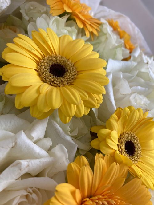 Free Close-up of yellow Gerbera daisies and white roses, capturing vibrant floral beauty. Stock Photo