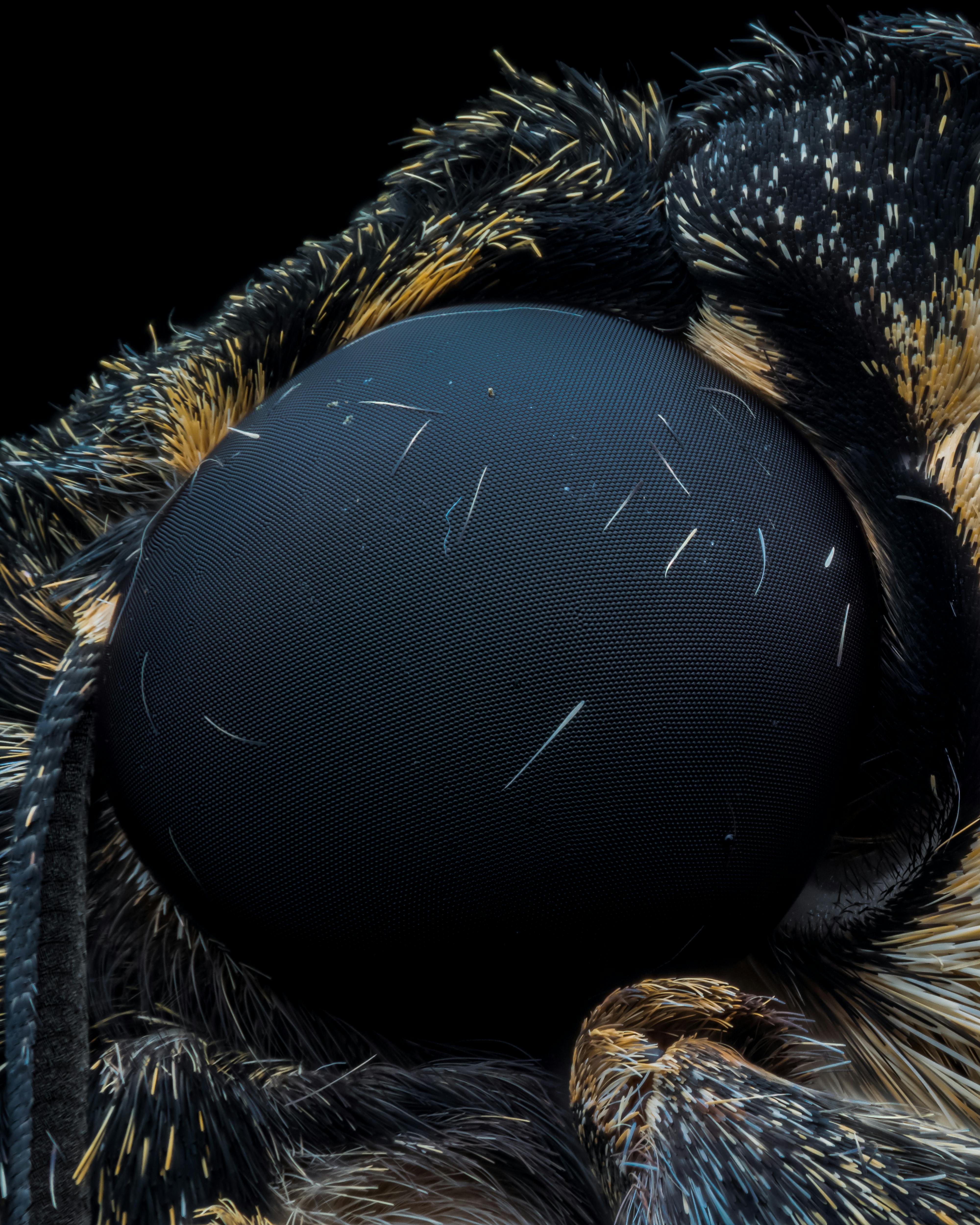 Macro shot of a bee's compound eye showing intricate textures and details.